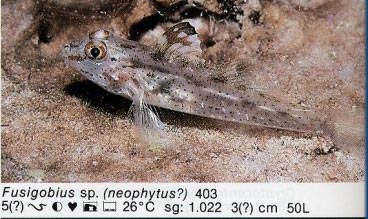 Fusigobius sp